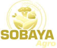 Sobaya